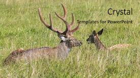  Presentation with deer - Presentation design with wika - male and female sika deer background and a yellow colored foreground
