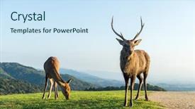  Presentation with deer - Presentation theme featuring wika - male deer at highland background and a  colored foreground