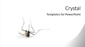  Presentation with mosquito - PPT layouts enhanced with wika - mosquito down and down side background and a white colored foreground