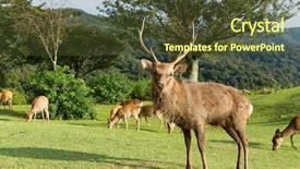  Presentation with deer - Presentation theme with wika - nara male deer background and a  colored foreground