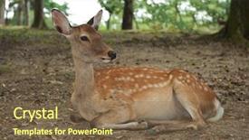  Presentation with sacred geometry - Presentation theme having wika - one of the famous sacred background and a violet colored foreground