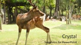  Presentation with sacred geometry - PPT layouts with isolated photo on white background two happy women on white background background and a gray colored foreground