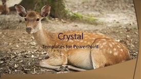  Presentation with sacred games - Theme with wika - one of the famous sacred background and a coral colored foreground