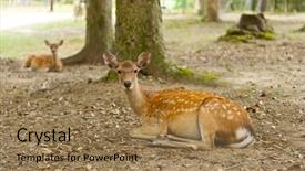 Presentation with sacred geometry - Colorful slides enhanced with defocused long shelves of children s products and juices in a supermarket with motion blur backdrop and a gold colored foreground