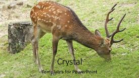  Presentation with japan - Theme enhanced with wika - one of the famous sacred background and a yellow colored foreground