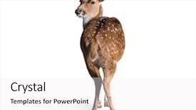  Presentation with deer - Cool new slide deck with wika - portrait of deer isolated backdrop and a white colored foreground
