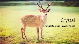  Presentation with deer - Presentation theme featuring wika - sacred sika deer at nara background and a blonde colored foreground