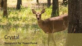  Presentation with murder forest - Cool new presentation theme with wika - sika deer cervus nippon backdrop and a gold colored foreground