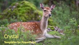  Presentation with deer - Cool new PPT layouts with wika - sika deer doe lat cervus backdrop and a tawny brown colored foreground