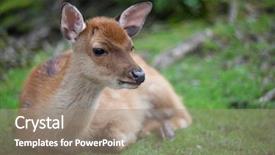  Presentation with buck and doe - Cool new presentation theme with wika - sika deer doe lat cervus backdrop and a coral colored foreground