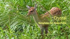  Presentation with deer tick - Presentation design consisting of wika - sika deer in grassland background and a tawny brown colored foreground