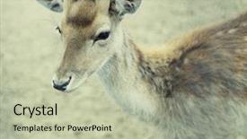  Presentation with deer - Slide set having wika - sika deer lat cervus nippon background and a mint green colored foreground