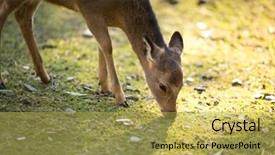  Presentation with deer hunting - Slide deck with wika - sika deer lat cervus nippon background and a yellow colored foreground