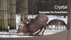  Presentation with deer - PPT theme with wika - sika deer lat cervus nippon background and a dark gray colored foreground