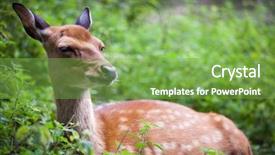  Presentation with deer - PPT theme enhanced with wika - sika deer lat cervus nippon background and a seafoam green colored foreground