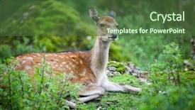  Presentation with buck and doe - Theme consisting of wika - sika deer lat cervus nippon background and a tawny brown colored foreground