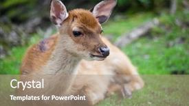  Presentation with deer - PPT theme having wika - sika deer lat cervus nippon background and a coral colored foreground