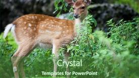  Presentation with deer - PPT layouts consisting of wika - sika deer lat cervus nippon background and a forest green colored foreground