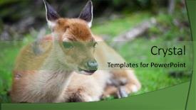  Presentation with deer - Presentation design with wika - sika deer lat cervus nippon background and a seafoam green colored foreground