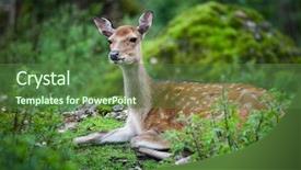  Presentation with deer - Presentation theme consisting of wika - sika deer lat cervus nippon background and a tawny brown colored foreground