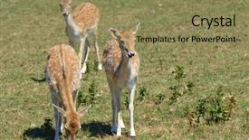  Presentation with deer - Audience pleasing presentation theme consisting of homemade sweet roll with strawberry backdrop and a violet colored foreground