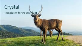  Presentation with stag party - Slide deck having wika - stag deer at highland background and a  colored foreground