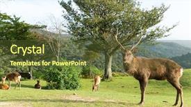  Presentation with deer - Colorful presentation enhanced with wika - stag deer in park backdrop and a  colored foreground