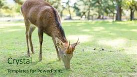  Presentation with deer - Presentation consisting of wika - wild deer eating grass background and a mint green colored foreground