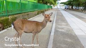  Presentation with deer - Beautiful PPT layouts featuring wika - wild deer in nara city backdrop and a gray colored foreground