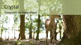  Presentation with deer - Slide set with wika - wild deer in nara park background and a mint green colored foreground