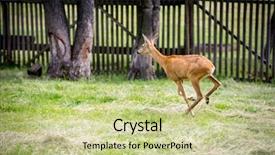  Presentation with pasture - Colorful PPT theme enhanced with wika - young running deer on green backdrop and a soft green colored foreground