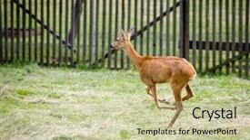  Presentation with pasture - Colorful slide set enhanced with wika - young running deer on pasture backdrop and a soft green colored foreground