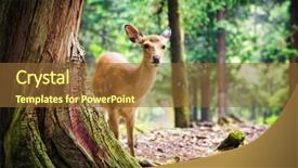  Presentation with shinto - Audience pleasing PPT layouts consisting of wika - young sika deer in nara backdrop and a tawny brown colored foreground