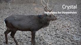  Presentation with deer - Beautiful slides featuring wika - young sika deer lat cervus backdrop and a gray colored foreground