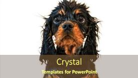  Presentation with tan - Presentation having wilberforce-the-black-and-tan background and a  colored foreground