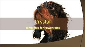  Presentation with tan - Slide set enhanced with wilberforce-the-black-and-tan background and a tawny brown colored foreground