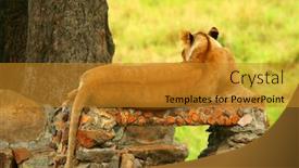  Presentation with kenya - Amazing PPT theme having wild africam lioness africa kenya masai mara backdrop and a gold colored foreground
