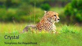  Presentation with cheetah - Beautiful presentation theme featuring wild african cheetah africa kenya backdrop and a gold colored foreground