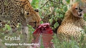  Presentation with cheetah - PPT theme having wild-african-cheetah-hiding background and a  colored foreground
