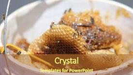  Presentation with honey bee - Amazing slide set having wild africanized aka killer backdrop and a tawny brown colored foreground