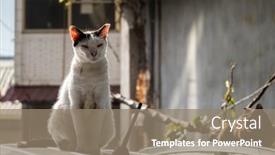  Presentation with wild birds black capped chickadee - Presentation featuring wild-aggressive-black-and-white background and a gray colored foreground