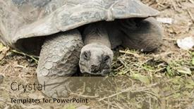 Presentation with tortoise - Beautiful PPT theme featuring wild-aldabra-giant-tortoise backdrop and a coral colored foreground