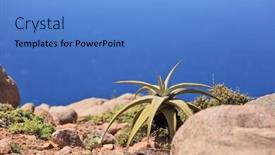  Presentation with island - Slides featuring wild-aloe-perryi-from-socotra background and a teal colored foreground