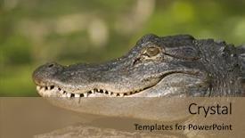  Presentation with next - Colorful PPT layouts enhanced with tourists look alligator - wild american gator sunning backdrop and a coral colored foreground