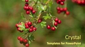  Presentation with branch - PPT theme consisting of wild-and-ripe-hawthorn-berries background and a tawny brown colored foreground