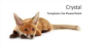  Presentation with fox - Theme with wild animals - beautiful fox cub lying isolated background and a white colored foreground