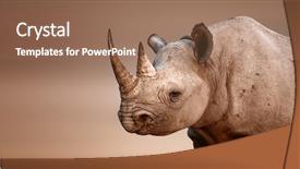  Presentation with salt - Audience pleasing presentation design consisting of wild animals - black rhinoceros portrait diceros bicornis backdrop and a coral colored foreground