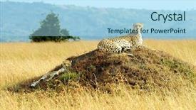  Presentation with kenya - Slides consisting of wild animals - cheetah acinonyx jubatus and cheetah background and a light blue colored foreground