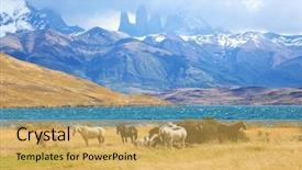  Presentation with chile - PPT theme enhanced with wild animals - fabulous lake in the mountains background and a yellow colored foreground