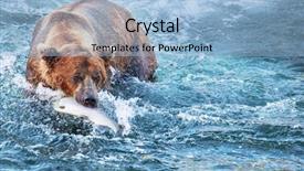  Presentation with fishing - PPT layouts featuring wild animals - fishing bear in alaska background and a light blue colored foreground
